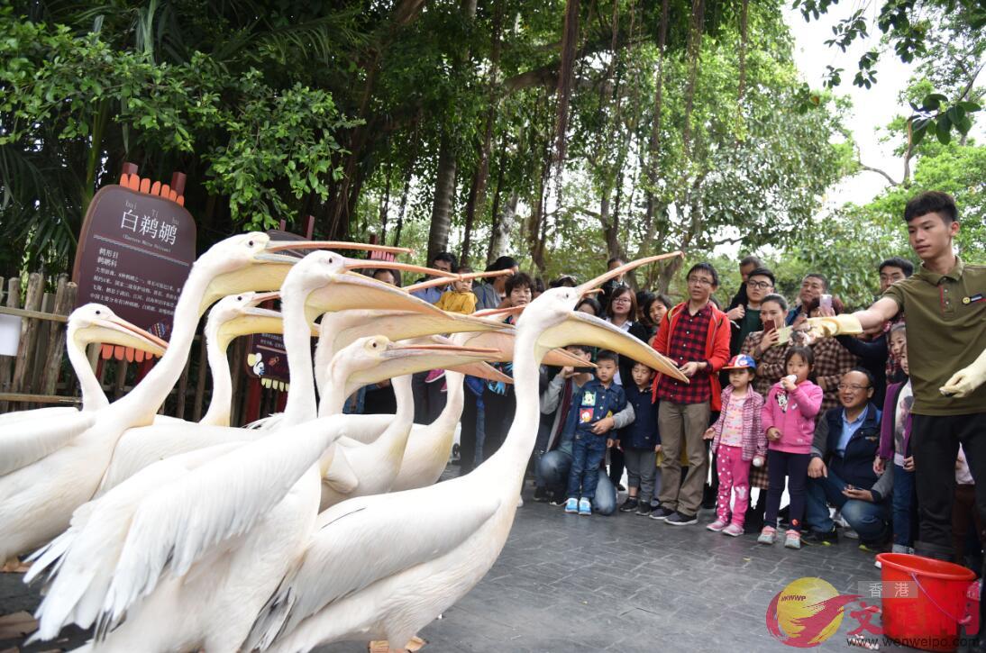 春節期間A深圳野生動物園吸引2萬遊客入園]記者郭若溪攝^