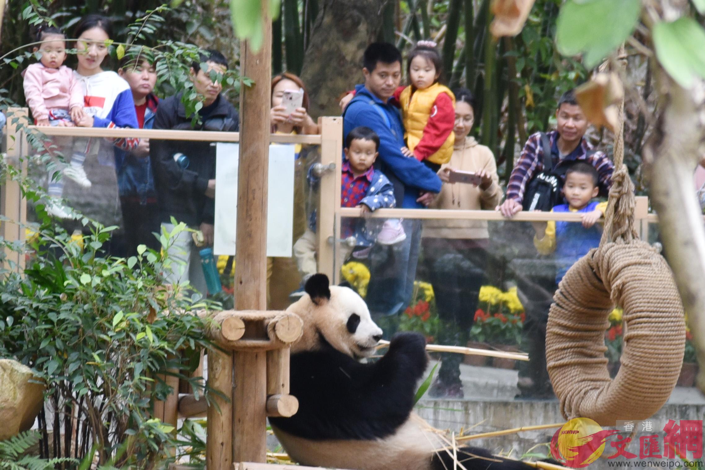 春節期間，深圳野生動物園吸引2萬遊客入園（記者郭若溪攝）