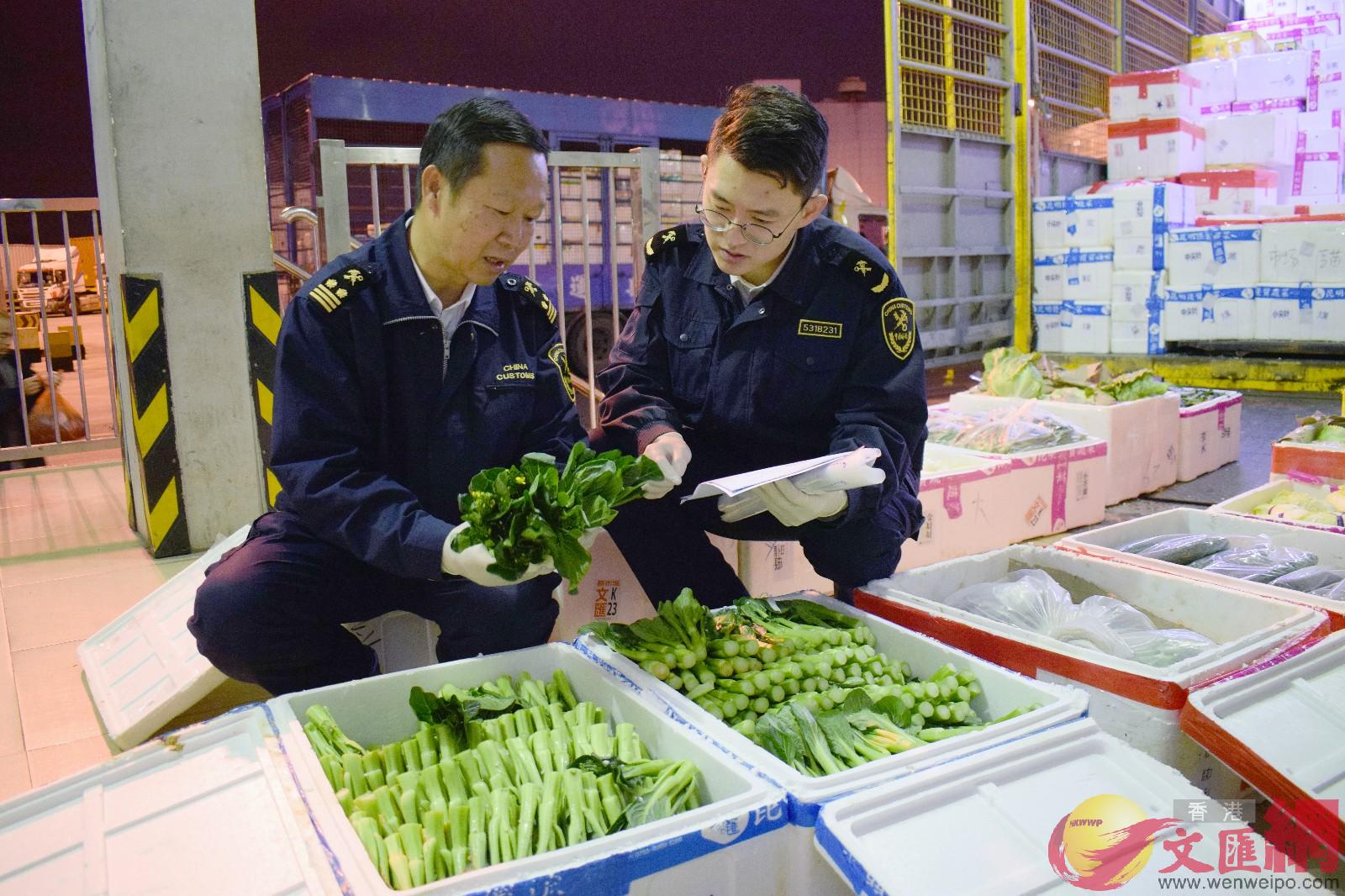 春節期間供港蔬菜供應穩定 記者何花攝