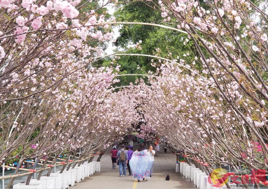 遊客在櫻花樹下留影 記者郭若溪攝