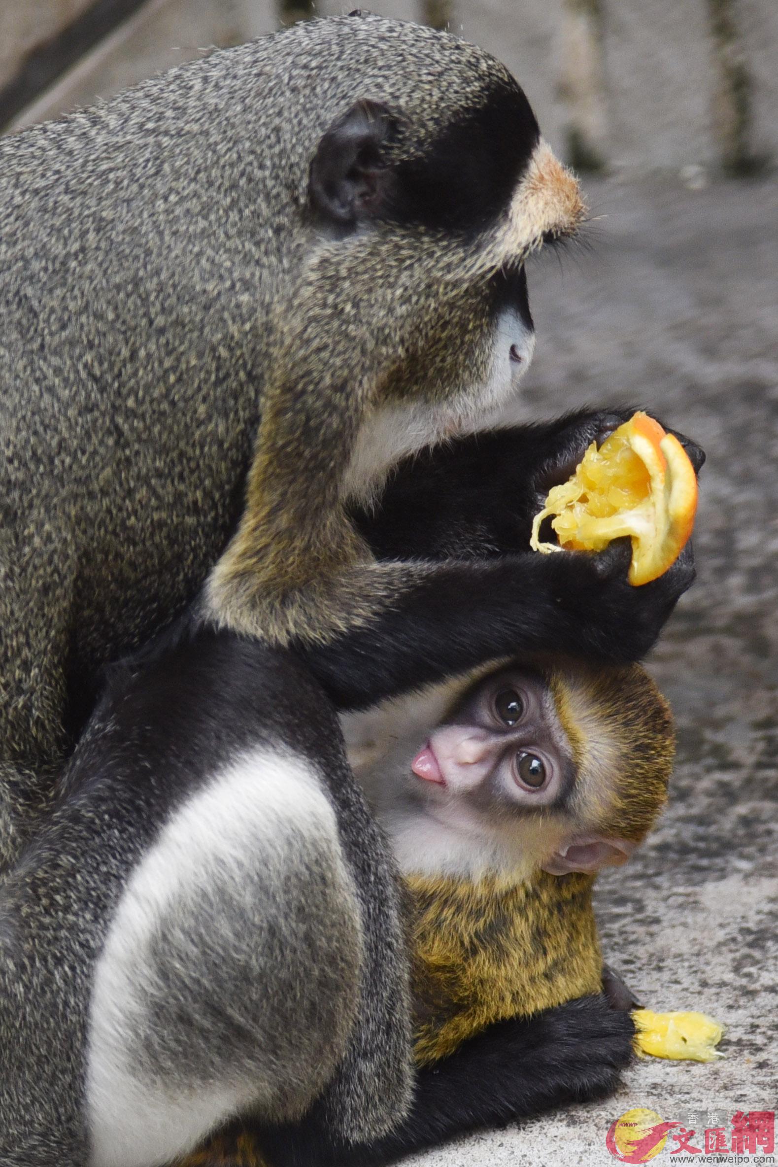 猴媽媽一邊抱著寶寶一邊吃著食物 記者 郭若溪攝