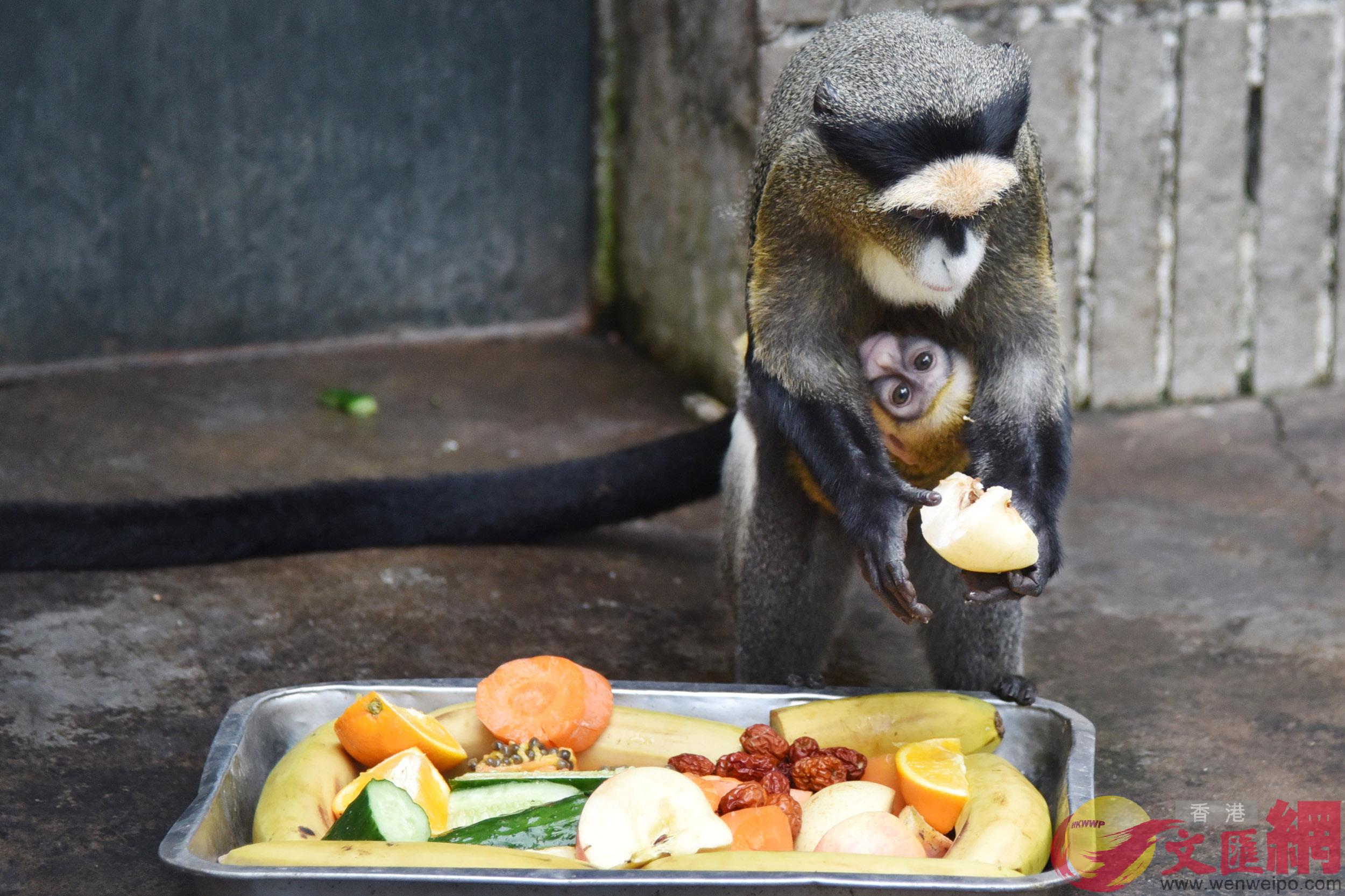 深圳野生動物園飼養員為德氏長尾猴媽媽準備了營養豐富的水果大餐 記者 郭若溪攝