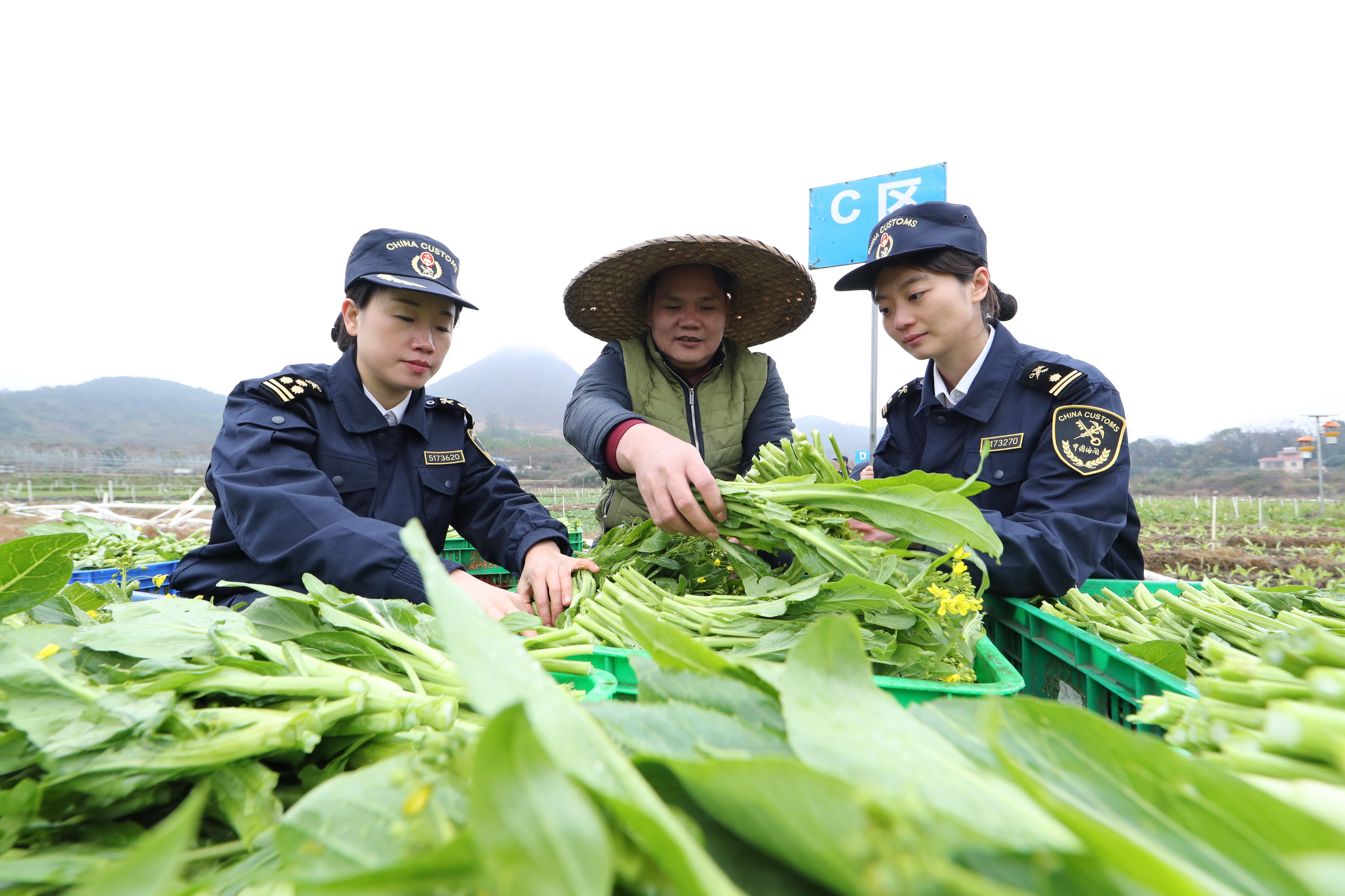 廣州海關隸屬清遠海關關員在粵北山區供港澳蔬菜備案基地進行現場檢疫 受訪者供圖