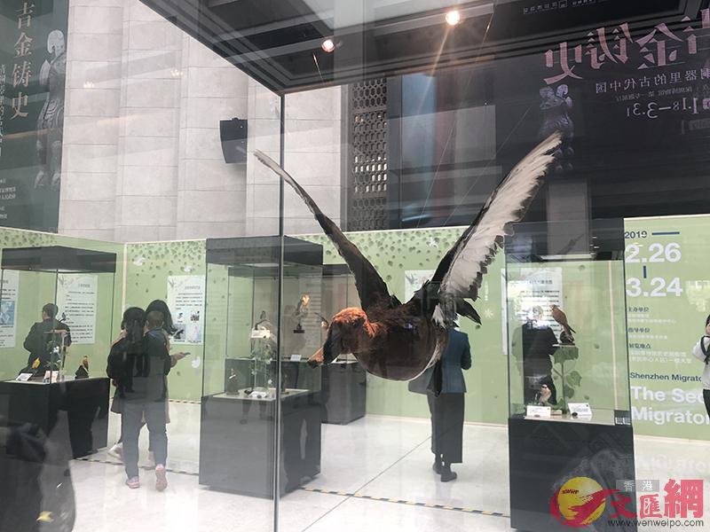 深圳博物館舉行候鳥科普展 李望賢攝