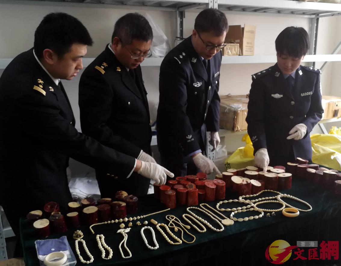 鄭州海關向河南省林業部門集中移交一批近期罰沒的象牙及其製品(馮雷 攝)