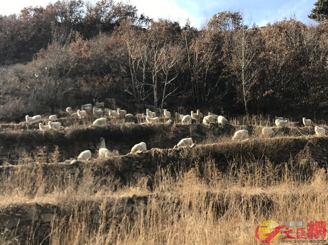 冬天的山羊在碾子溝山坡上自由地吃草(記者顧大鵬攝)