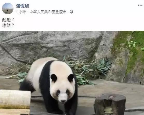高雄觀光局局長潘恆旭發文證實大陸將贈送熊貓給高雄C