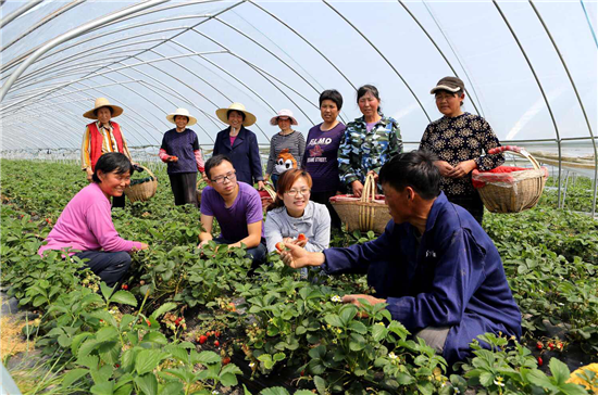 王萌萌帶領村民建立的草莓生產基地C