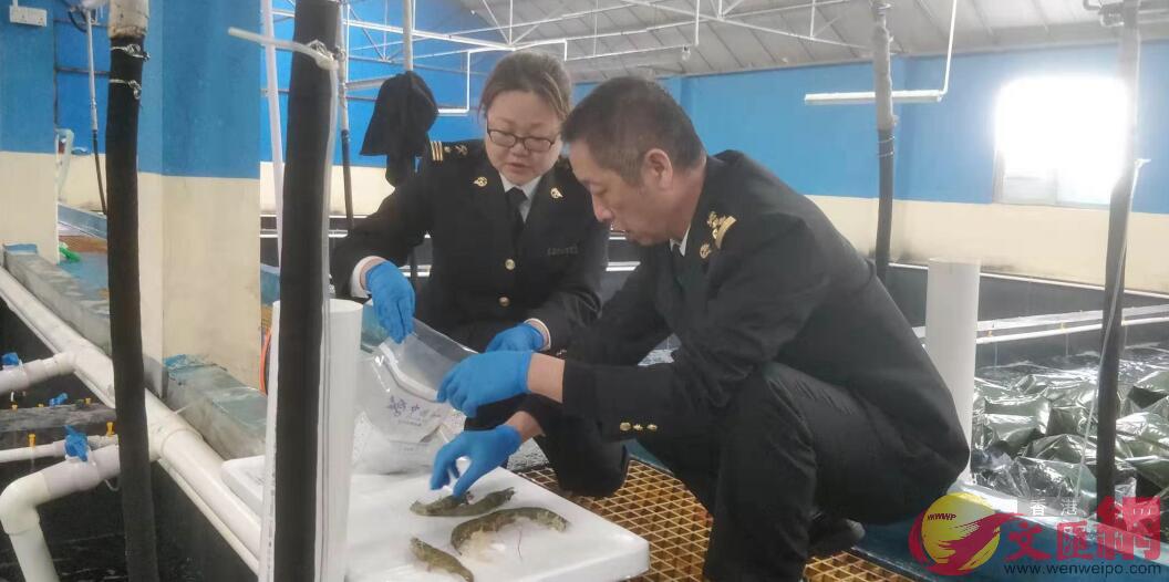 深圳口岸今年首批種用南美白對蝦完成隔離檢疫順利通關(記者 何花 攝)