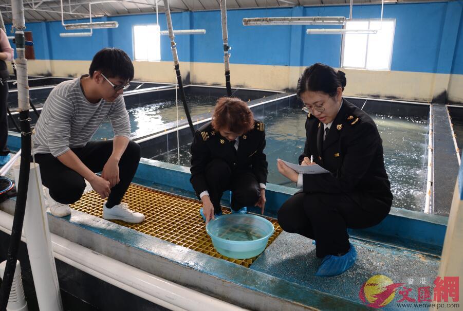 深圳口岸今年首批種用南美白對蝦完成隔離檢疫順利通關(記者 何花 攝)