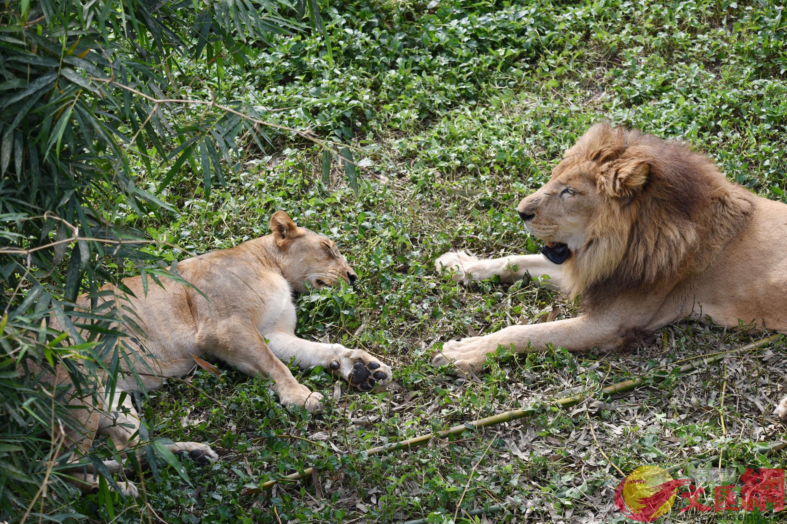 雌獅在竹子下甜蜜地睡著A雄獅一直在旁邊守護C]記者 郭若溪 攝^