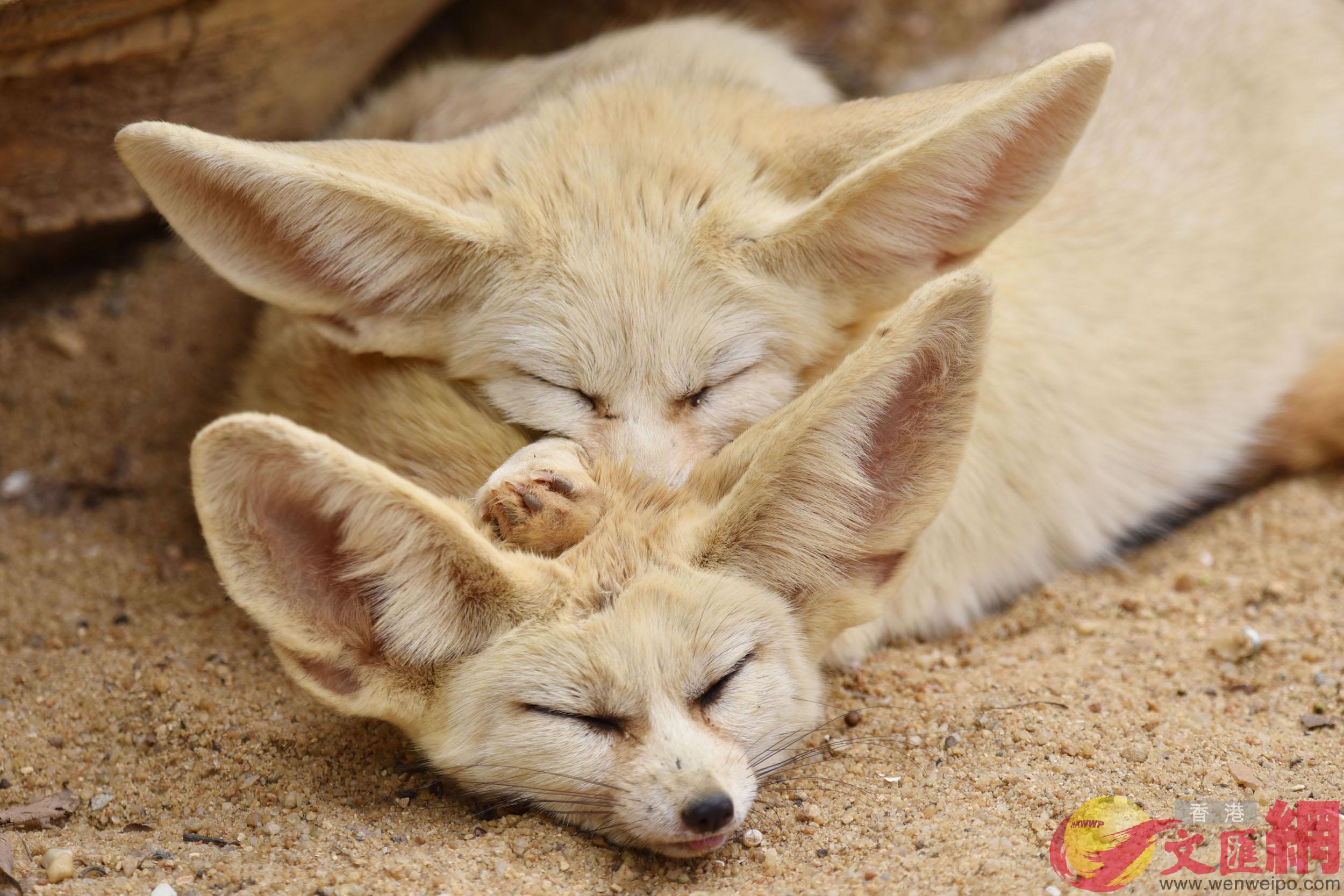 耳廓狐伴侶幸福地睡在一起A可謂u同床共枕vC]記者 郭若溪 攝^