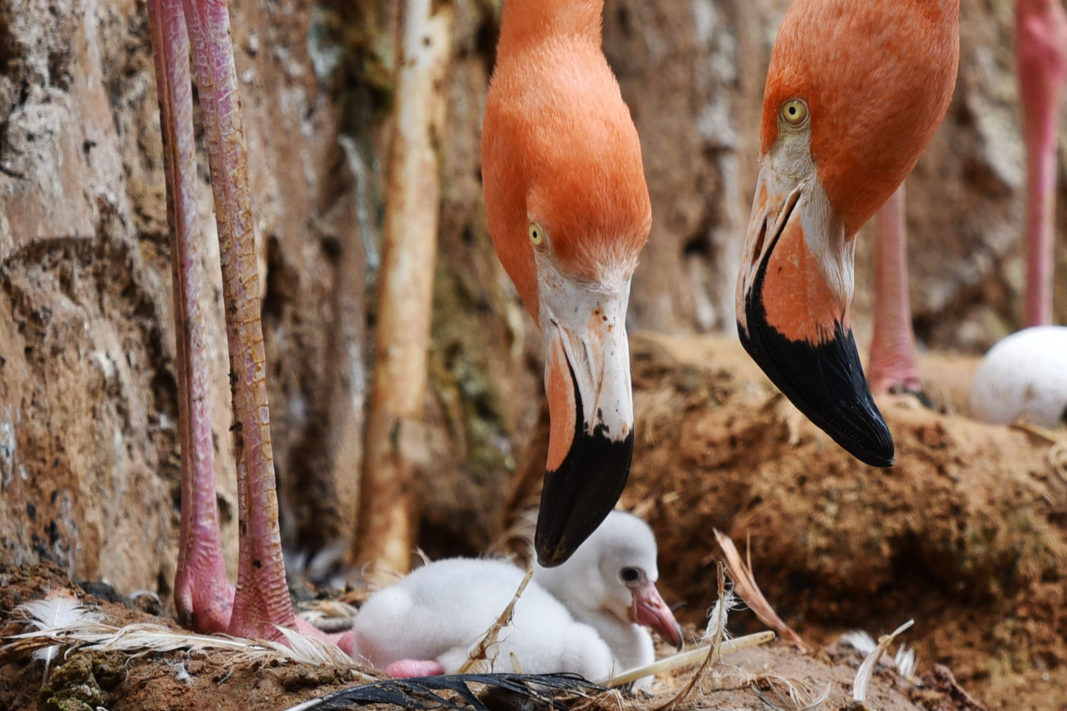 火烈鳥寶寶在媽媽翅下顯得特別的安詳A火烈鳥爸爸守護在巢穴旁邊C郭若溪攝