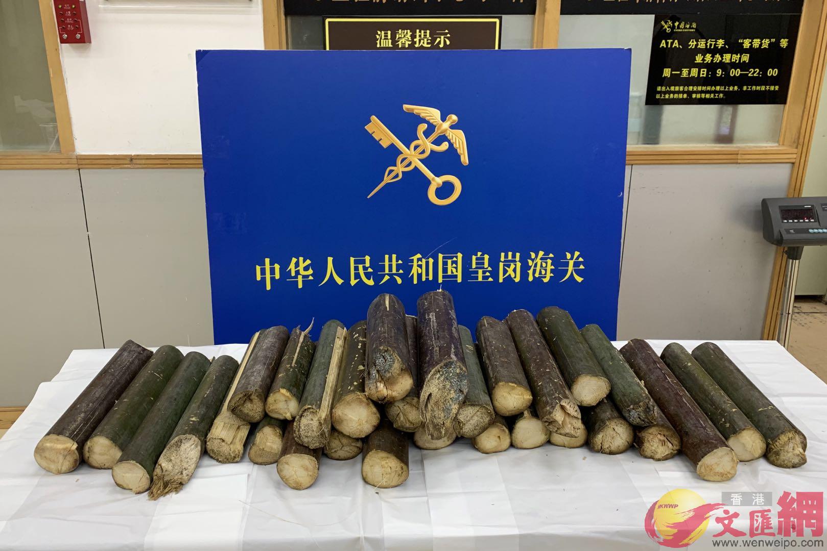 皇崗海關查獲旅客攜帶入境受植物真菌感染的水椰子莖塊一批(記者 何花 攝)