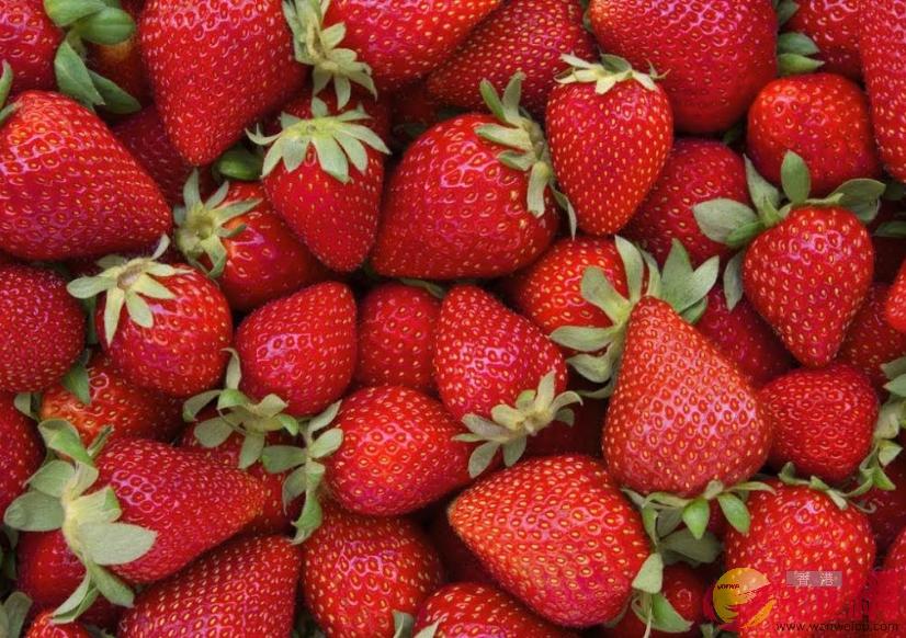 草莓連續四年被列為u最骯髒蔬果v(大公文匯全媒體記者攝)