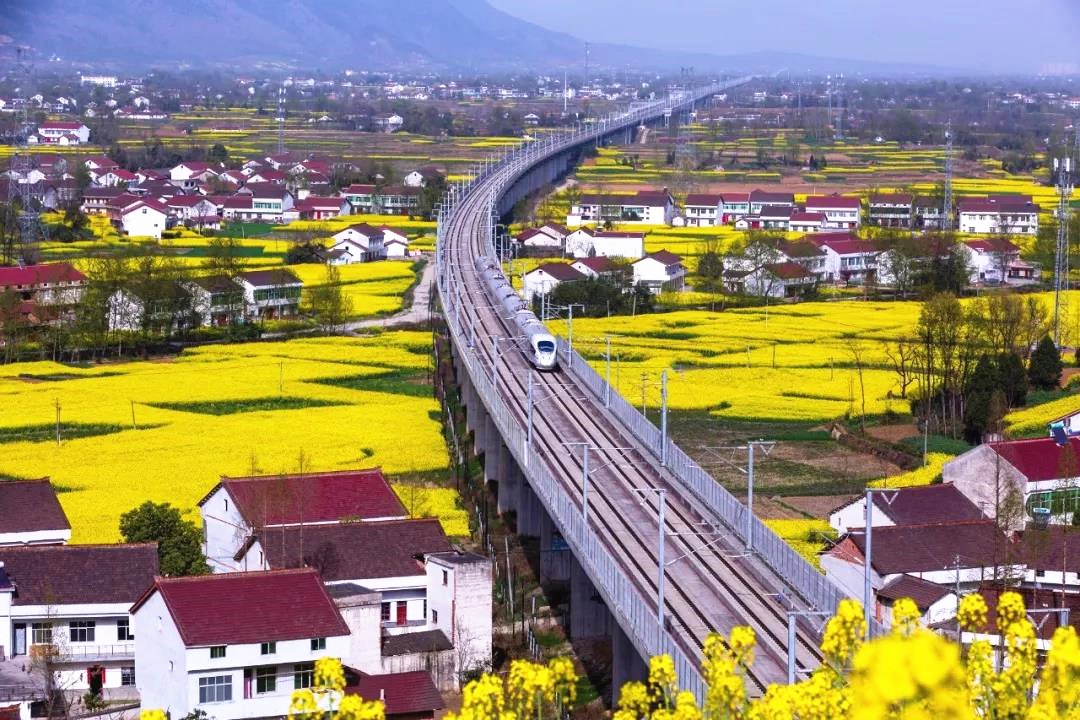 高鐵穿過「中國最美油菜花海」。(受訪者供圖)