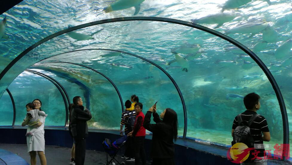 橫琴長隆海洋王國榮獲5項吉尼斯世界紀錄A包括最大的水族館B水底觀景穹頂等(方俊明 攝)