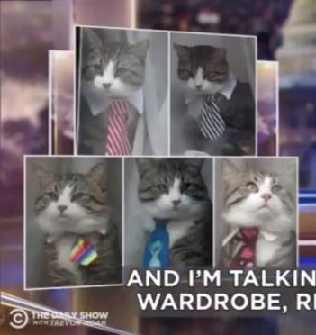 阿桑奇的寵物貓擁有超多領帶C圖片來源G視頻截圖