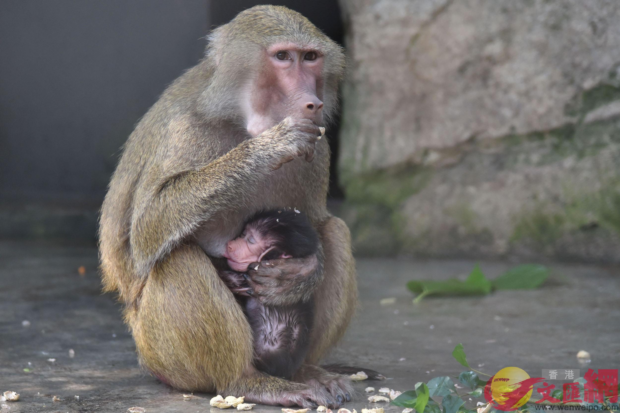 阿拉伯狒狒寶寶在媽媽懷裡一邊睡覺一邊吸奶 記者 郭若溪攝 