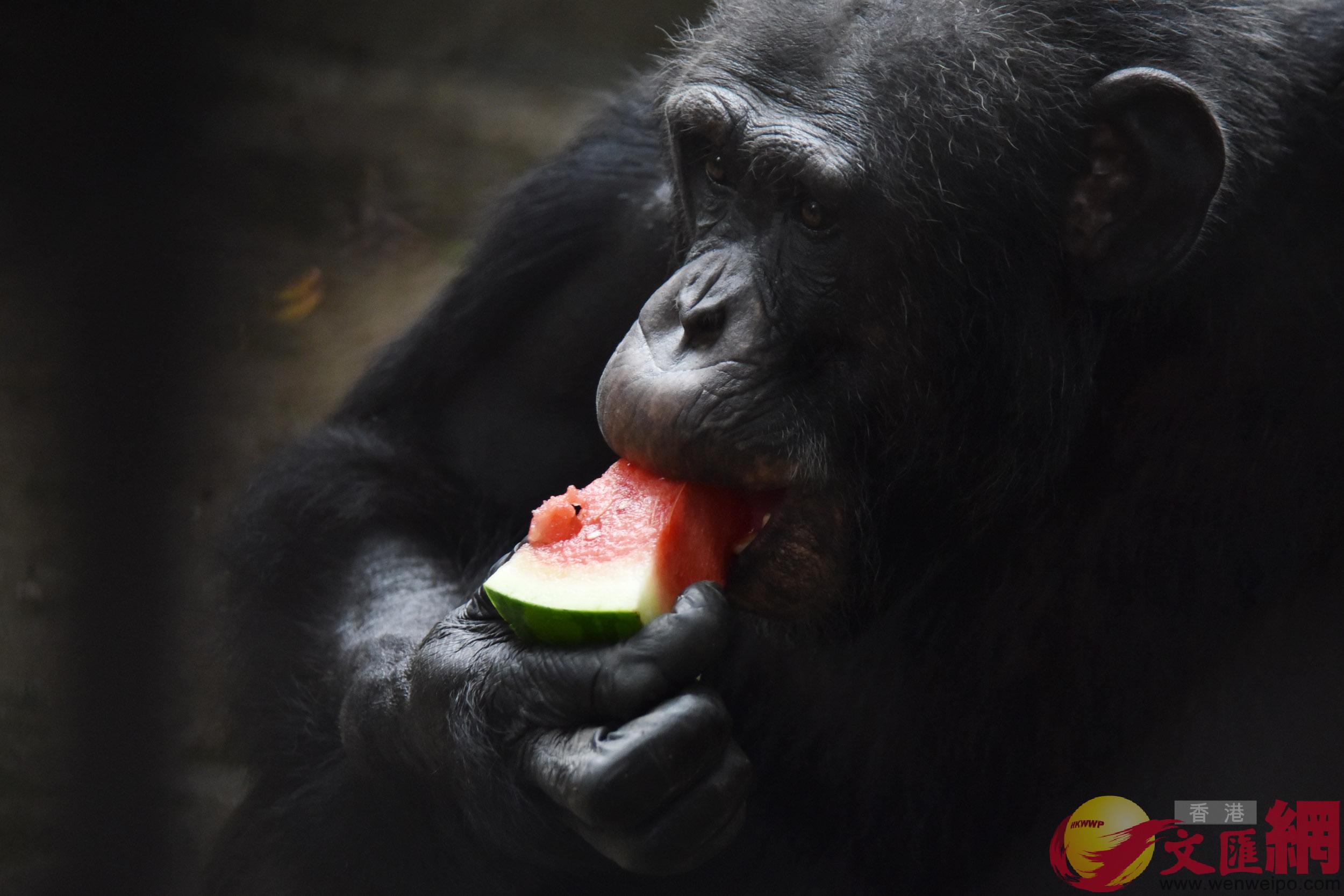 黑猩猩吃著爽口又清甜的西瓜 ]記者 郭若溪攝^