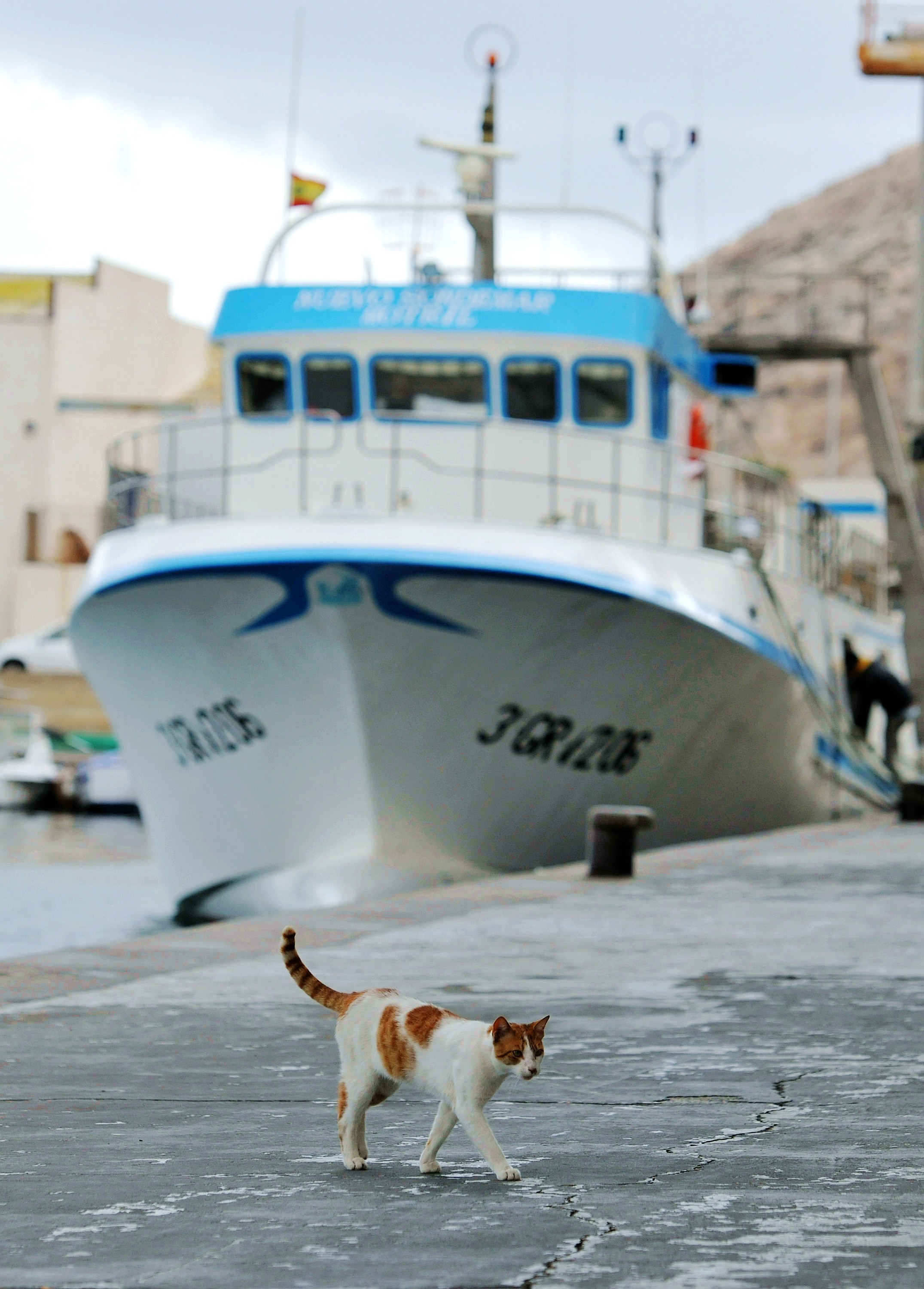 資料圖G一隻貓走在西班牙阿爾梅里亞的漁港碼頭上C新華社 