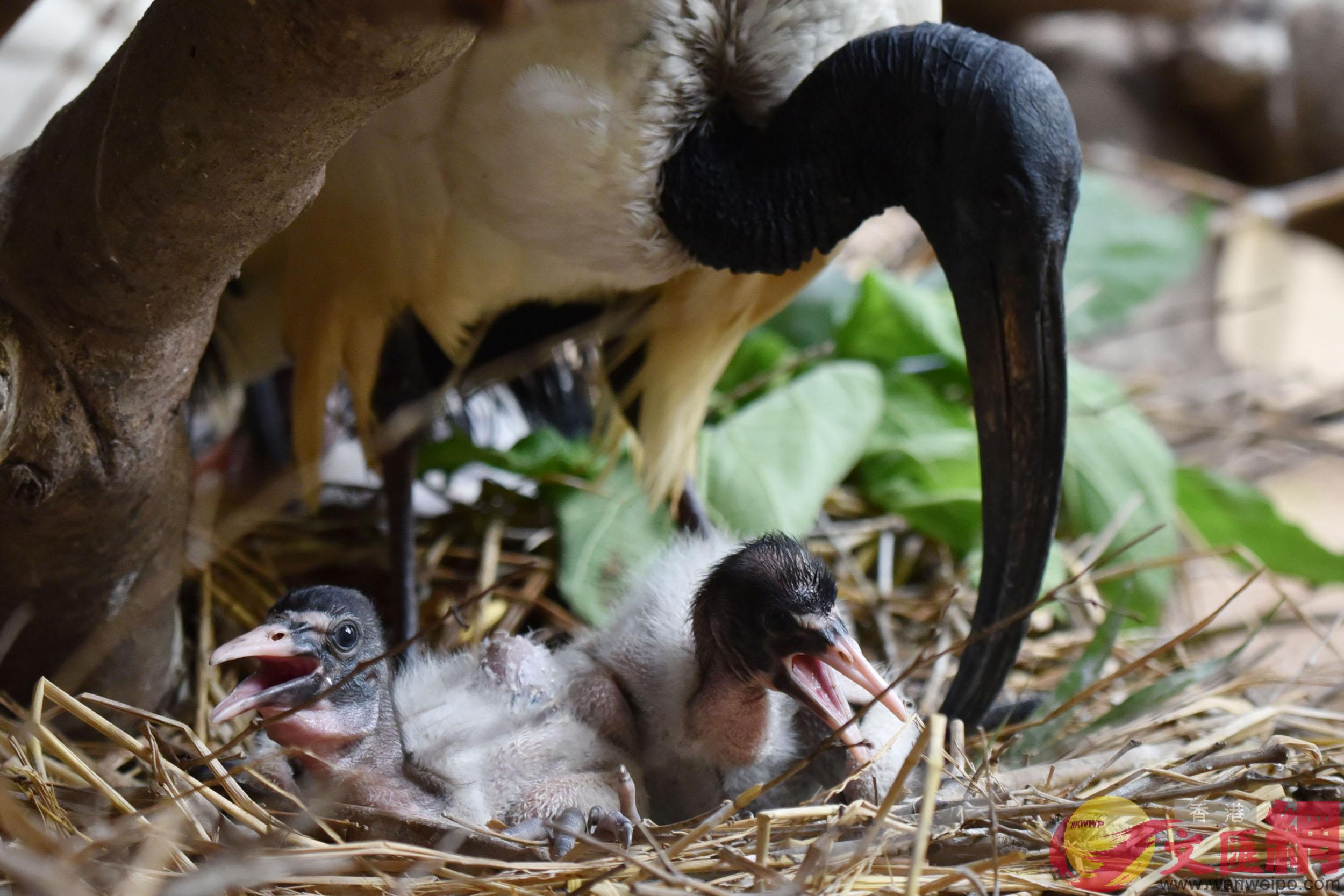 深圳野生動物園自然孵化出殼的兩隻小聖鹮在父母共同的悉心照顧下健康成長]記者 郭若溪 攝^