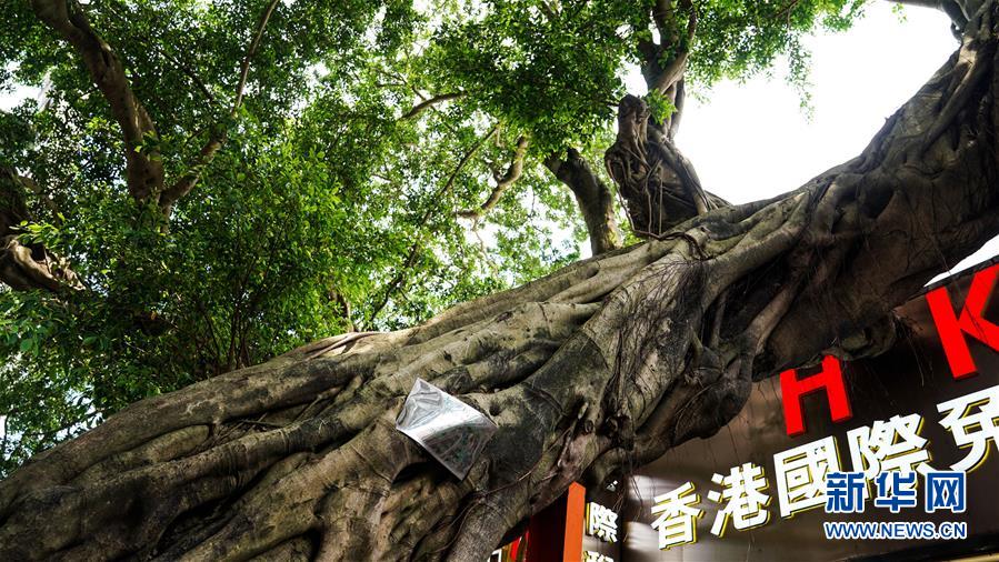 5月18日在中英街拍攝的扎根在深圳B樹蔭在香港的榕樹C新華社