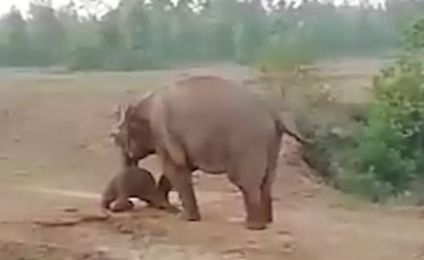 母象用手戳著它的幼崽