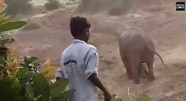 當地村民向母象扔石頭A導致母象勃然大怒發起攻擊