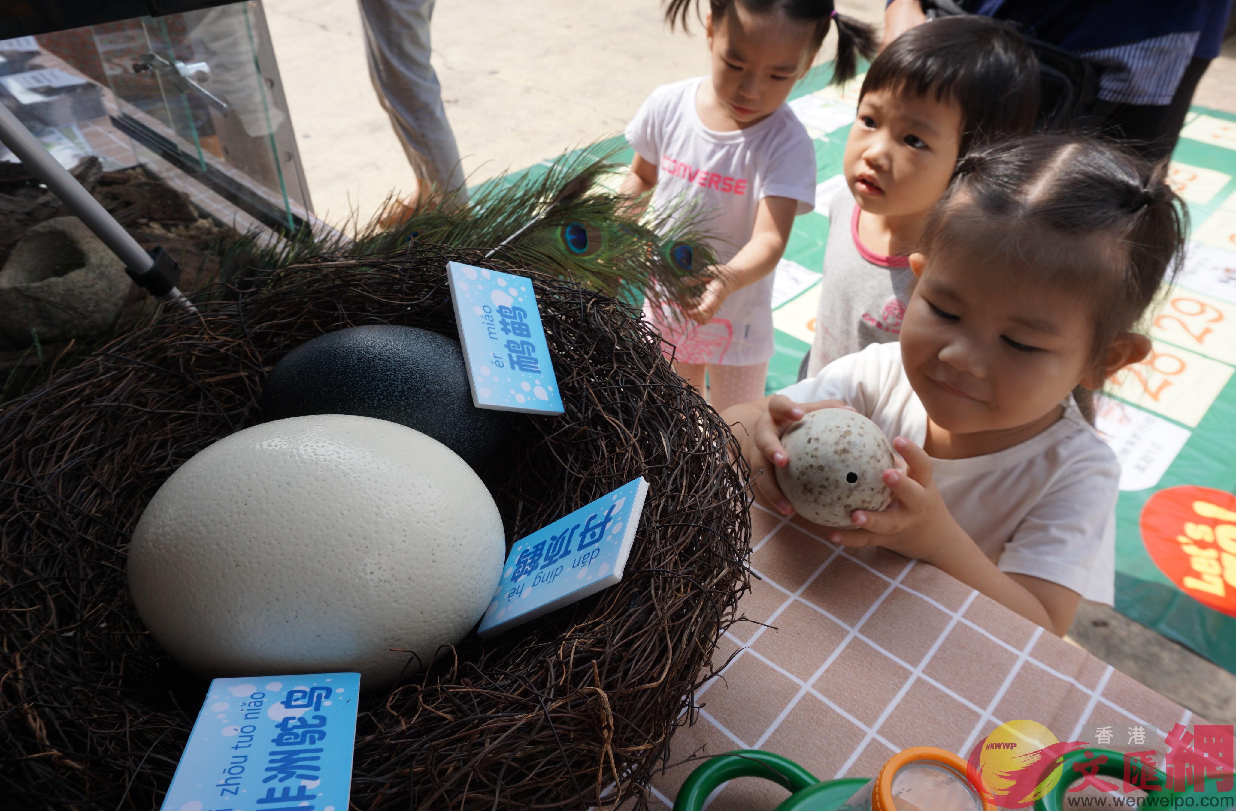 各式鳥蛋吸引了小朋友的好奇]記者 郭若溪 攝^