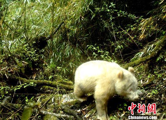 野外紅外觸發相機拍攝到的白色大熊貓影像C四川臥龍國家級自然保護區管理局供圖