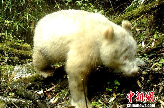 野外紅外觸發相機拍攝到的白色大熊貓影像C四川臥龍國家級自然保護區管理局供圖