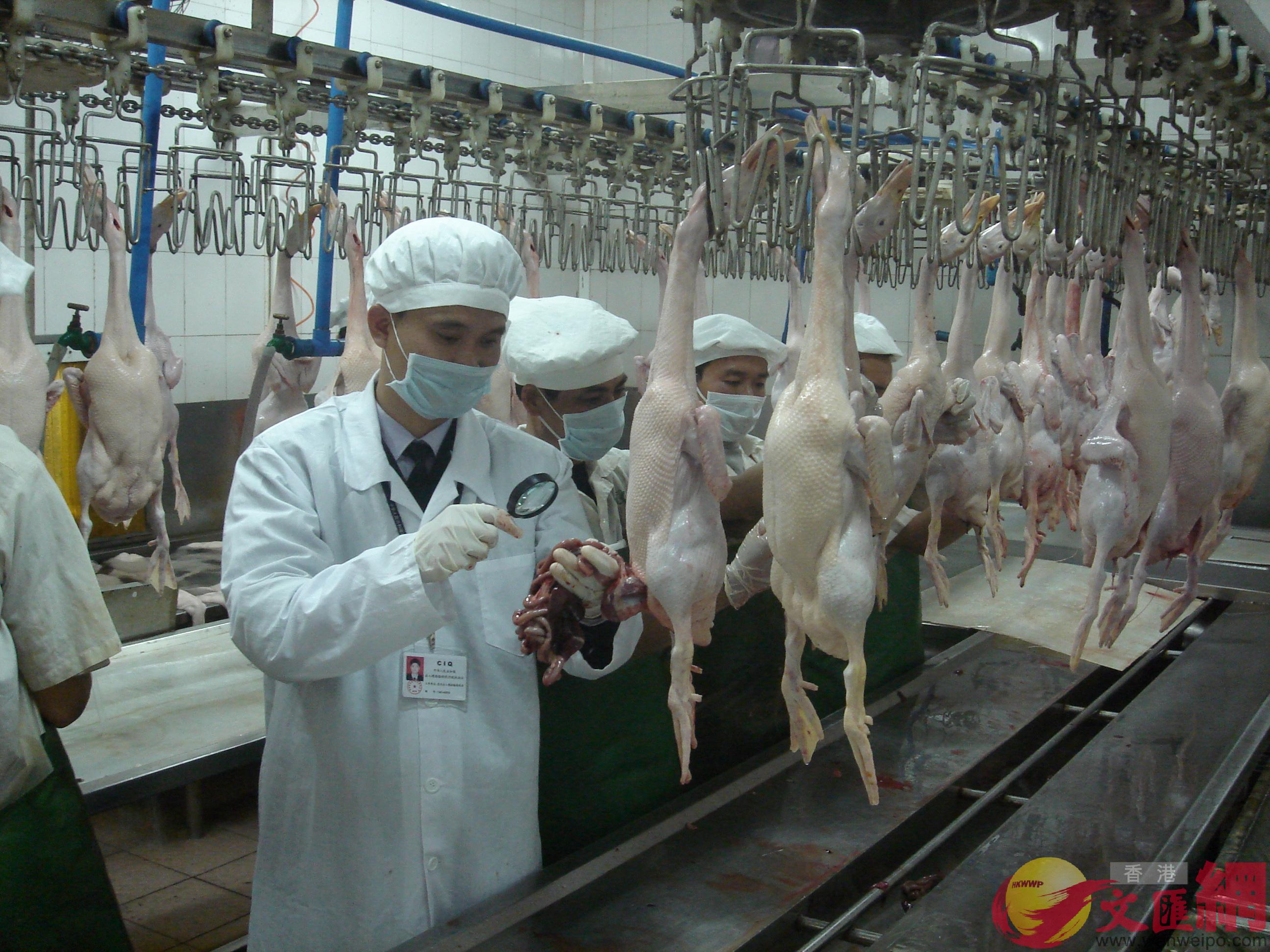 目前廣州海關年監管供港澳冰鮮禽畜肉達6.7萬噸A圖為供港冰鮮禽肉檢驗檢疫C]記者 方俊明 攝^
