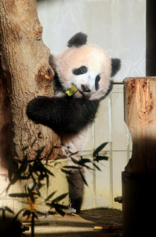 在日本東京上野動物園A大熊貓幼崽u香香v趴在樹樁上玩耍C 新華社 