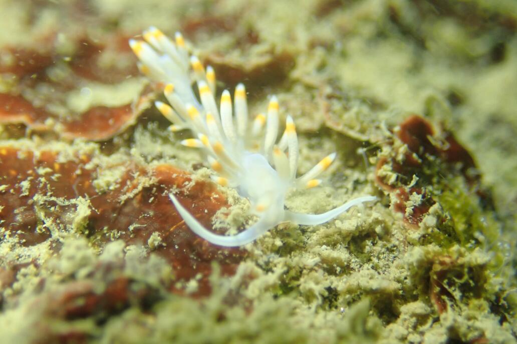 大亞灣的生物多樣性得以良好保護C圖為海底珊瑚C受訪者提供