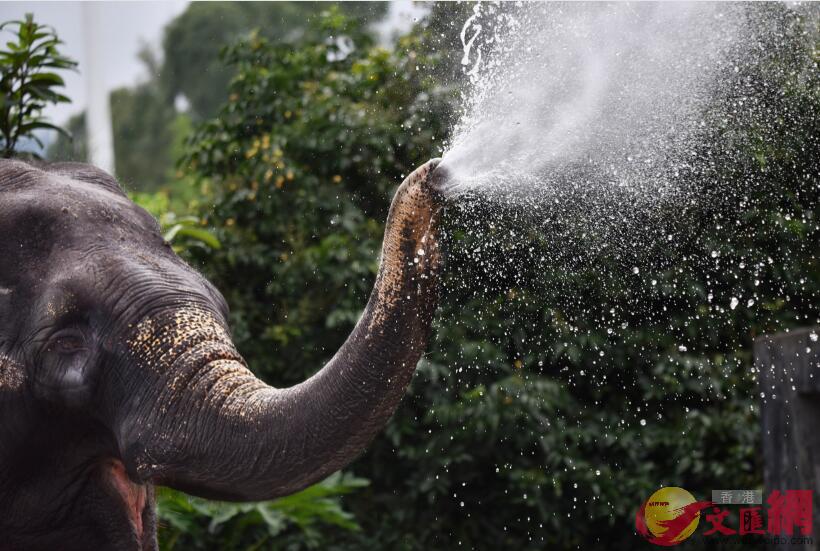 大象用它長長的鼻子吸水噴灑(記者 郭若溪 攝)