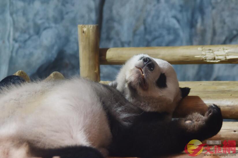 大熊貓在室內空調下睡覺的睡姿太萌了(記者 郭若溪 攝)