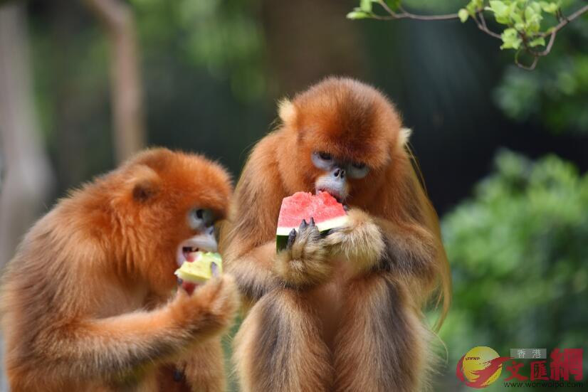 動物園飼養員為金絲猴準備了爽口多汁的西瓜(記者 郭若溪 攝)