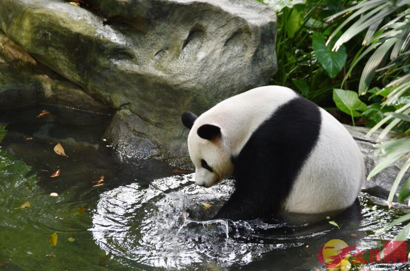 大熊貓在u私家泳池v裡盡情享受水中帶來的清涼(記者 郭若溪 攝)