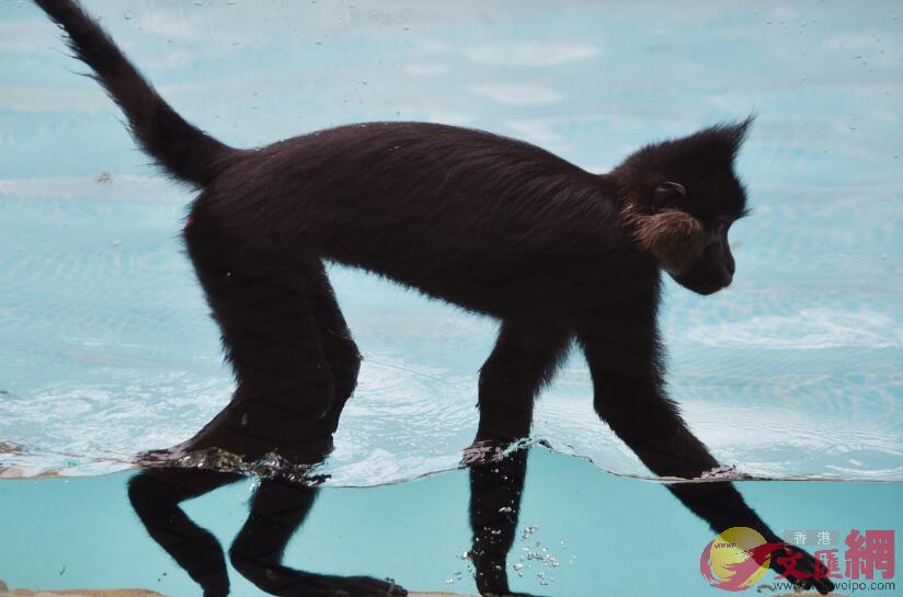黑毛白眉長尾猴在水池裡漫步(記者 郭若溪 攝)