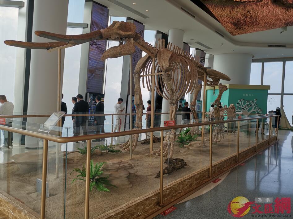 雲端自然歷史博物館展出的史前動物骨架C記者李望賢 攝