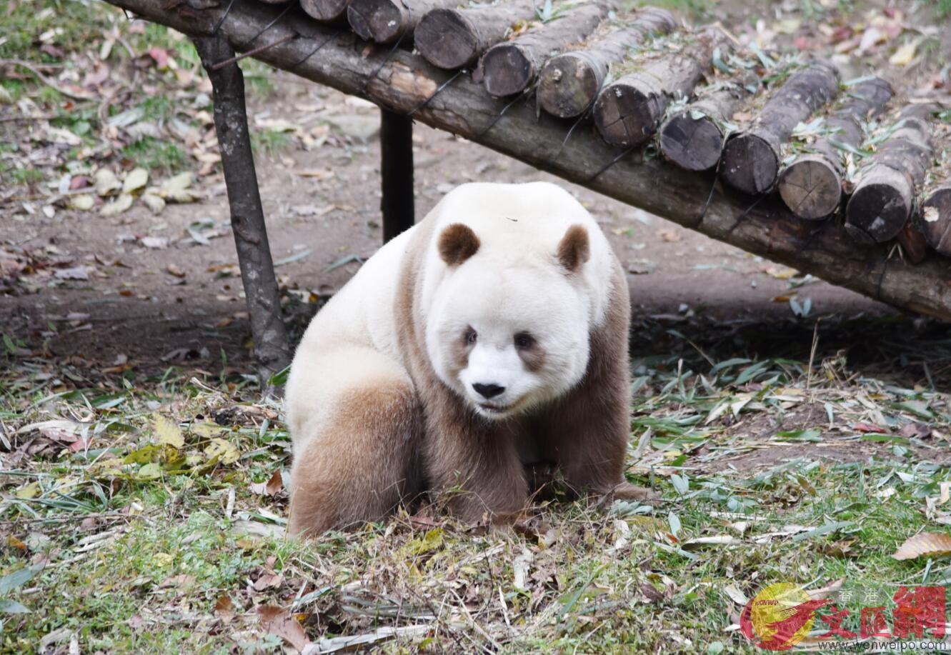 全球唯一棕色大熊貓C(記者李陽波攝)