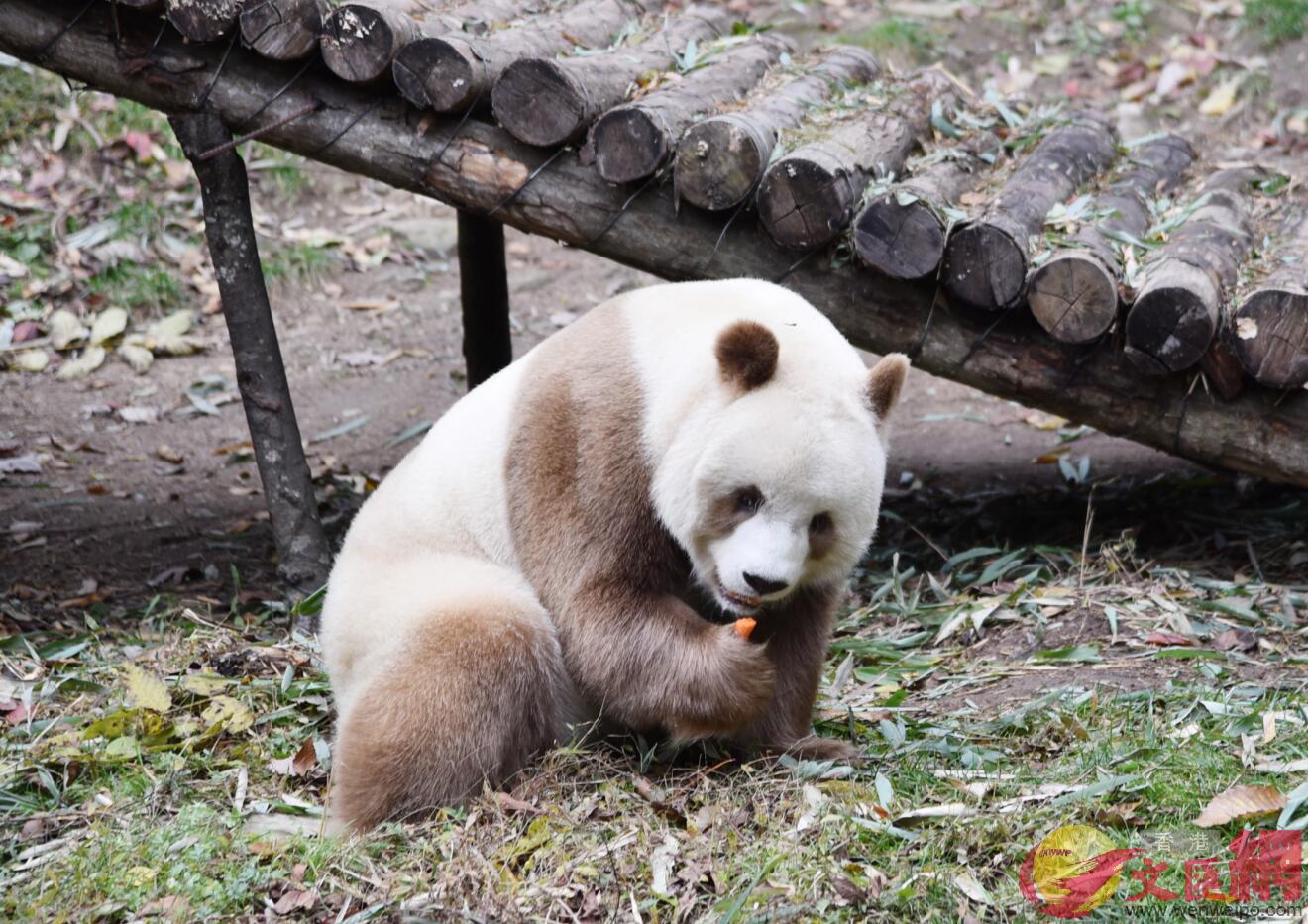 生活在秦嶺山區的全球唯一棕色大熊貓C(記者李陽波攝)