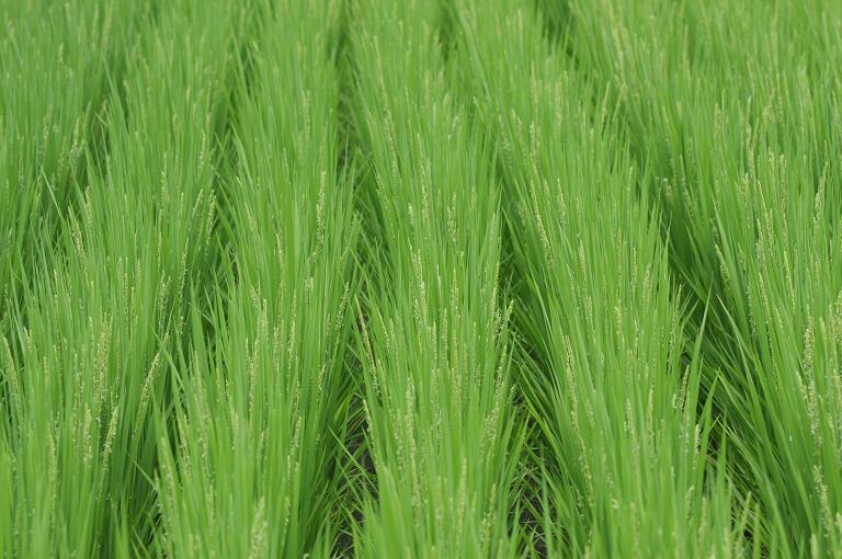 中國企業向美國購入40噸大米A屬歷來首次C圖為稻田]路透社資料圖片^
