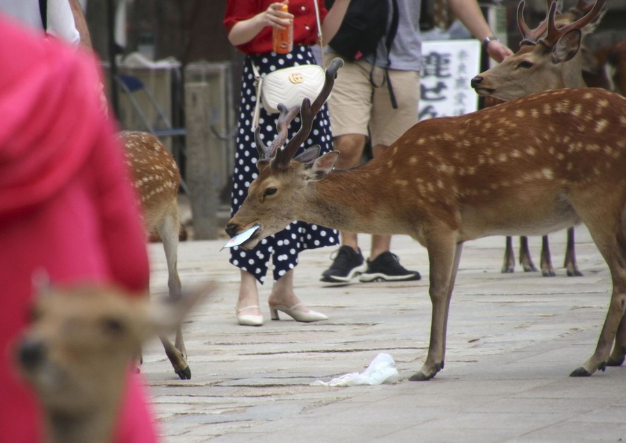 奈良的鹿在吃塑料袋(共同社)