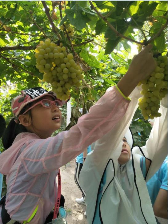 深港澳台青少年在吐魯番體驗葡萄採摘 港中旅新疆供圖