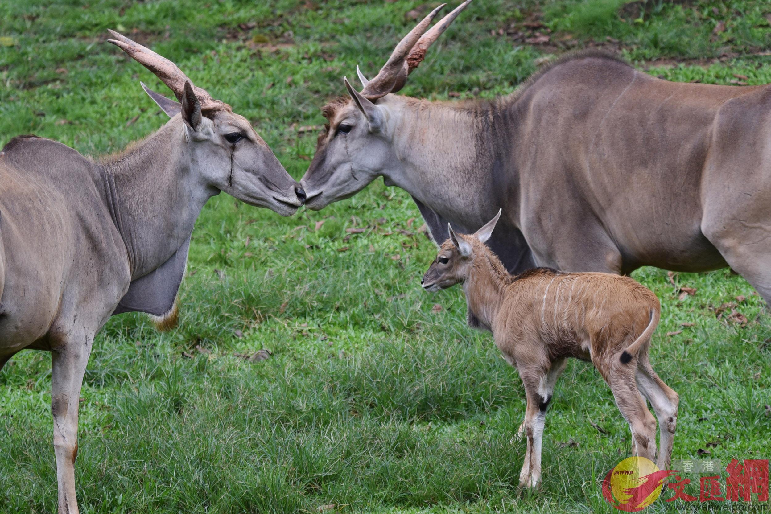 深圳野生動物園大羚羊萌寶走出產房見客