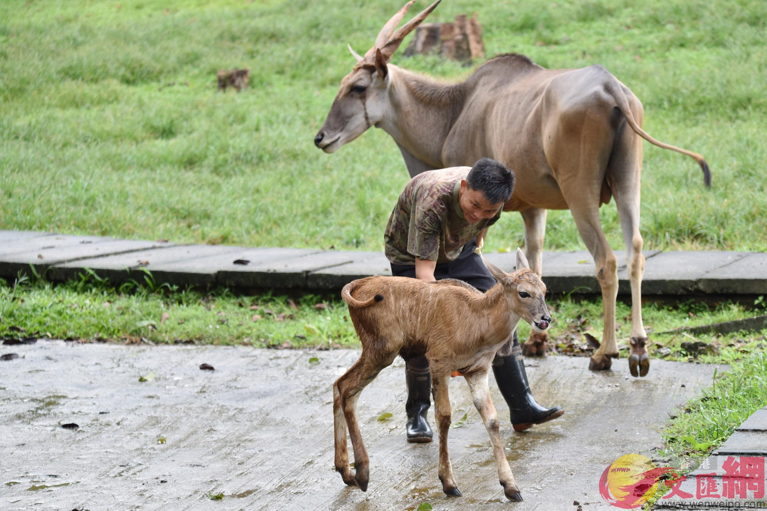 動物園飼養員為大羚羊寶寶做臍部護理工作