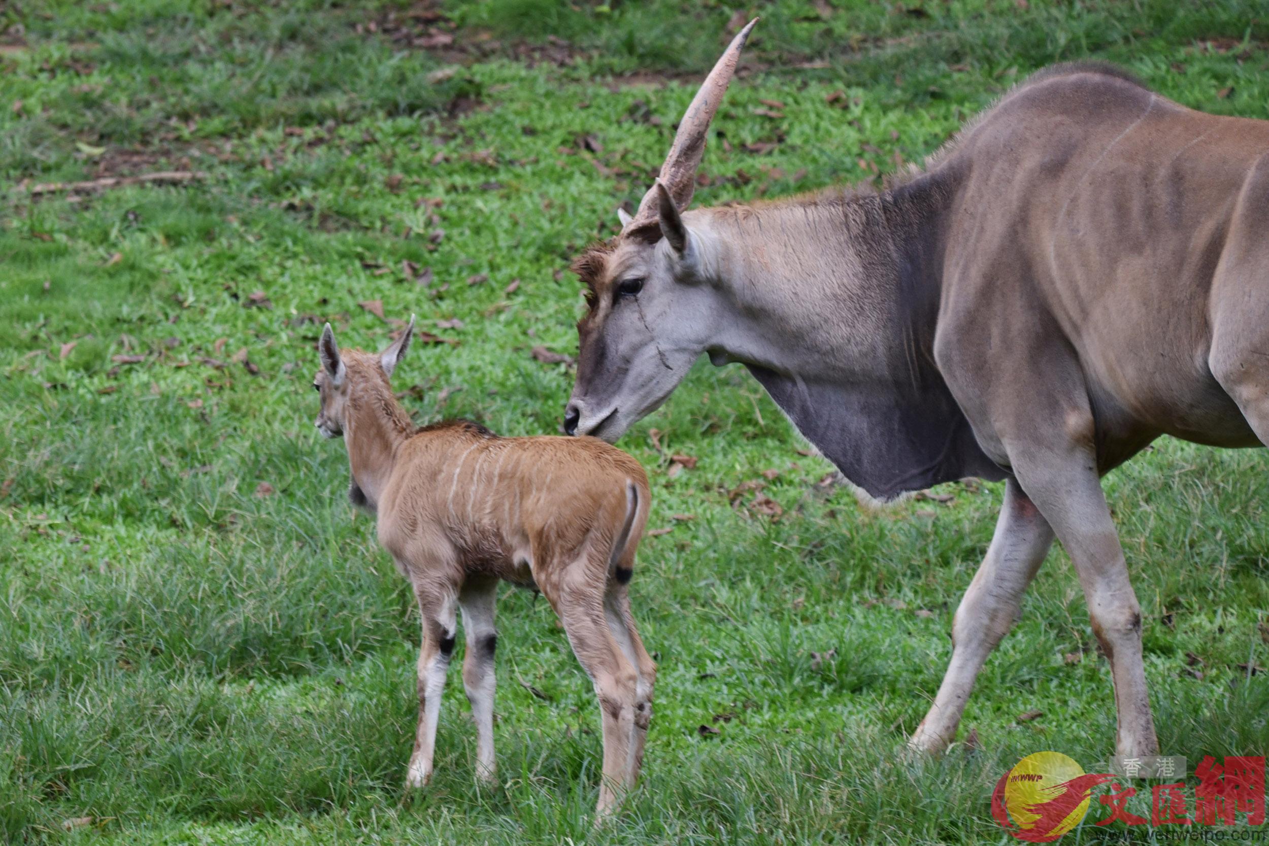 深圳野生動物園大羚羊萌寶走出產房見客