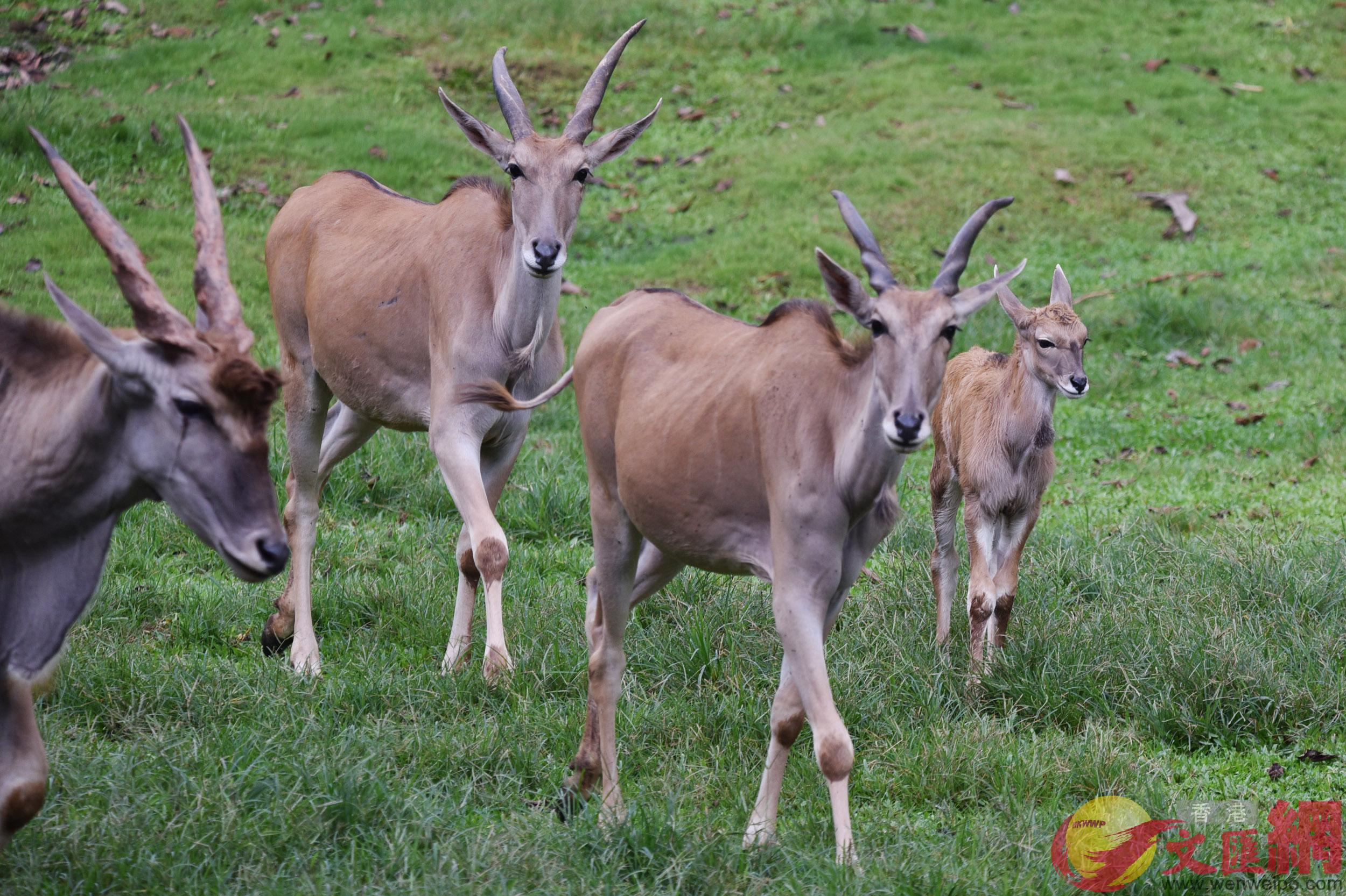 深圳野生動物園大羚羊萌寶走出產房見客